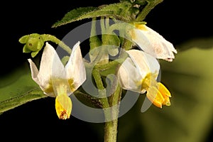 Black Nightshade Solanum nigrum. Inflorescence Closeup