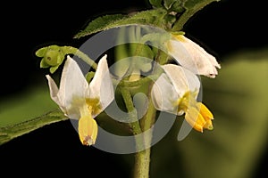 Black Nightshade Solanum nigrum. Inflorescence Closeup