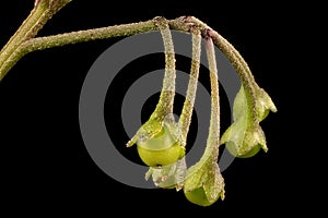 Black Nightshade Solanum nigrum. Infructescence Closeup