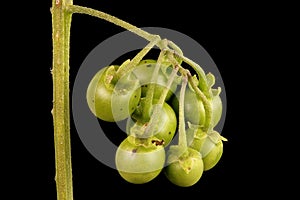 Black Nightshade Solanum nigrum. Infructescence Closeup