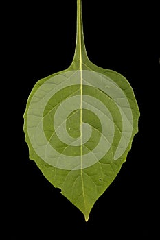 Black Nightshade (Solanum nigrum). Leaf Closeup