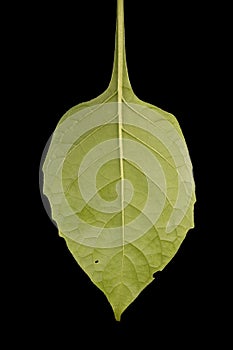 Black Nightshade (Solanum nigrum). Leaf Closeup