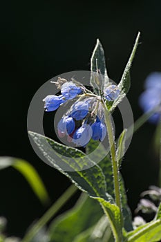 The black nightshade (Symphytum officinale