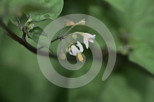 Black nightshade ï¼ˆSolanum nigrum .