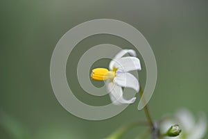 Black nightshade ï¼ˆSolanum nigrum .