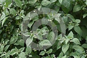 Black nightshade ï¼ˆSolanum nigrum .