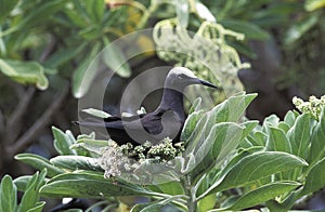 Black Noddy, anous minutus, Adult standing on Branch, Australia photo