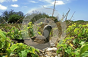 BLACK NODDY anous minutus, ADULT STANDING ON NEST, AUSTRALIA photo