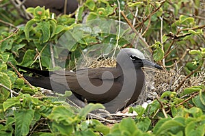 BLACK NODDY anous minutus, ADULT STANDING ON NEST, AUSTRALIA photo