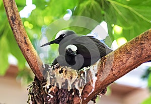 Black Noddy bird with chick.