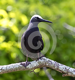 Black Noddy bird