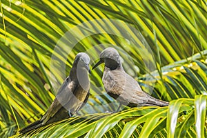 Black Noddy Birds Moorea Tahiti