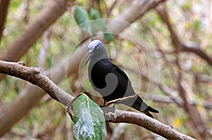 Black Noddy photo