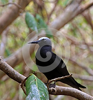 Black Noddy photo