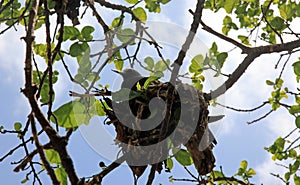 Black Noddy nesting