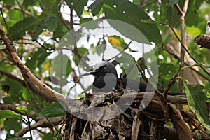 Black Noddy nesting