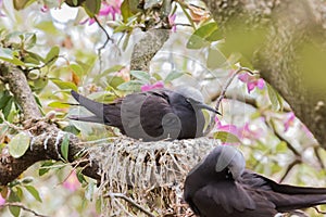 Black Noddy on Norfolk Island