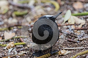 Black Noddy on Norfolk Island