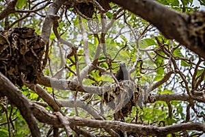 Black Noddy Tern Bird Breeding on Pisonia tree on Lady Musgrave Island, Great Barrier Reef, Queensland, Australia