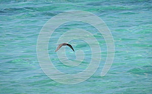 Black noddy or white-capped noddy Anous minutus flying photo