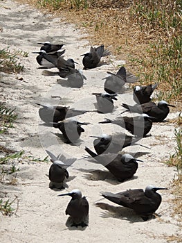 Black noddy or white-capped noddy Anous minutus photo