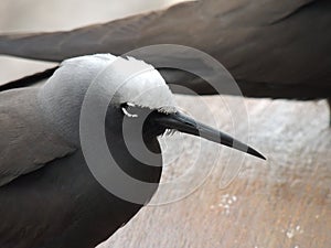 Black noddy or white-capped noddy Anous minutus photo