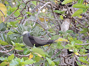 Black noddy or white-capped noddy Anous minutus photo