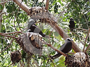 Black noddy or white-capped noddy Anous minutus photo