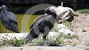 Black north american vulture photo