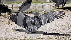 Black north american vulture, wings open photo