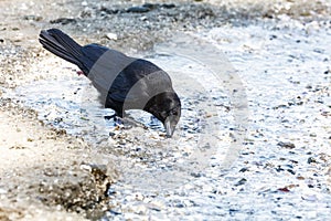 Black Northwestern crow