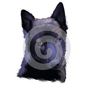 Black Norwegian Elkhound, Norsk Elghund Svart dog digital art illustration isolated on white background. Norwegian origin hunting