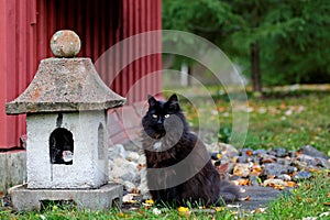 Black norwegian forest cat female outdoors