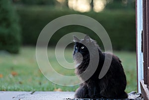 A black norwegian forest cat female sitting on doorstep in a November morning light