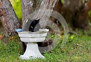 Black norwegian forest cat female with water pot