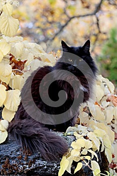 A black norwegian forest cat sitting on a stone