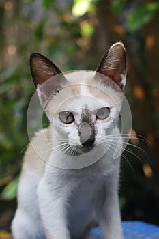 Black Nose Cat Grey Cute Stare