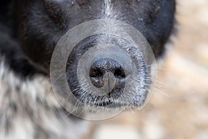 Black nose of a dog close-up outdoors