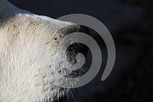 Black nose and mustache of white dog golden retriever in profile