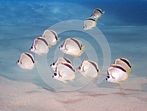 Black-nosed Butterflyfish