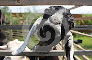 A black Nubian goat looks with its head over the fence at the animal farm