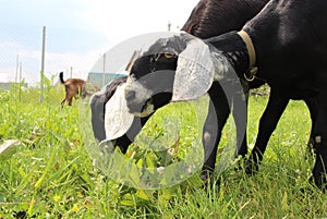 Black Nubian goats animals graze on the grass in the summer on a farm in the village