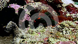 Black nudibranch sea slug with pink spots