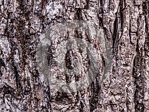 Black nut tree texture