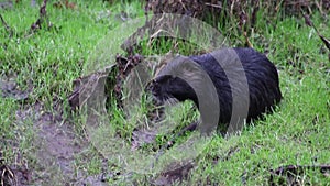 Black nutria at river shore grooming its wet fur and showing long teeth of nutria beaver