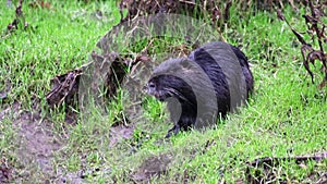 Black nutria at river shore grooming its wet fur and showing long teeth of nutria beaver