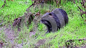 Black nutria at river shore grooming its wet fur and showing long teeth of nutria beaver