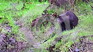 Black nutria at river shore grooming its wet fur and showing long teeth of nutria beaver