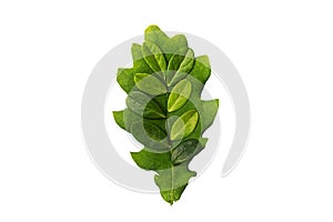 Black oak leaf isolated white background