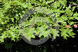 Black Oak Leaves 701648